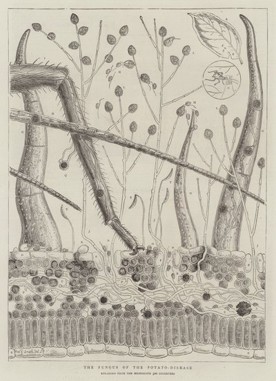 De Schimmel van de Aardappelziekte door Walter Granville Smith
